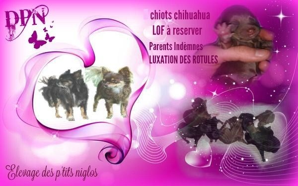 Des P'tits Niglos - Chihuahua - Portée née le 19/12/2016