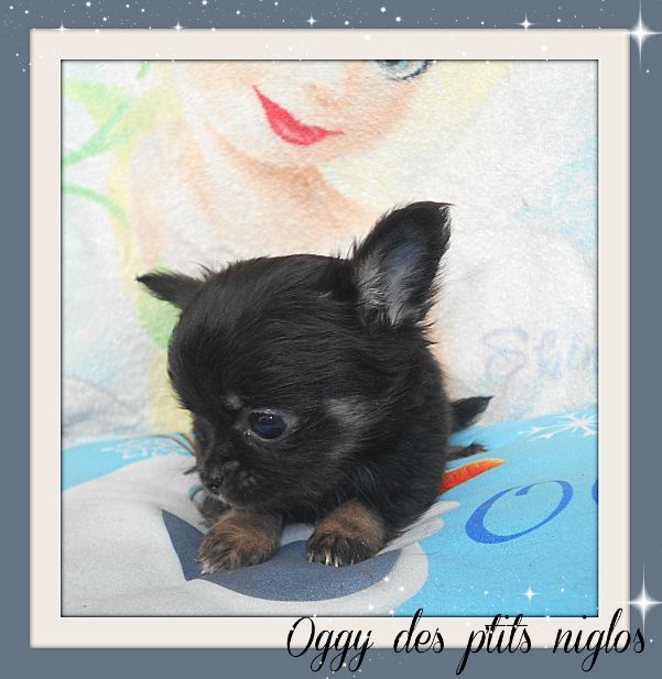 Des P'tits Niglos - Chihuahua - Portée née le 07/02/2018